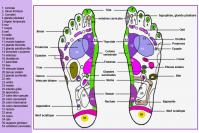 carte-reflexologie-plantaire-2.jpg