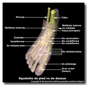 Description squelette pied 2
